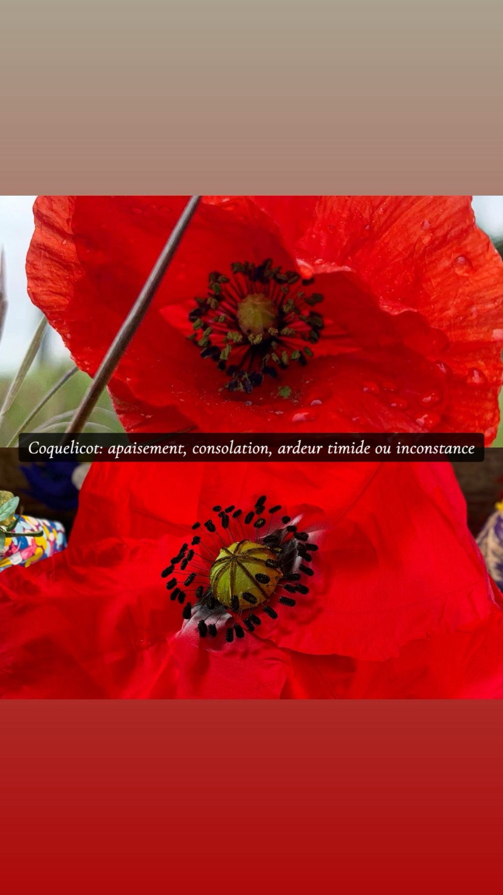 Réalisation florale 4