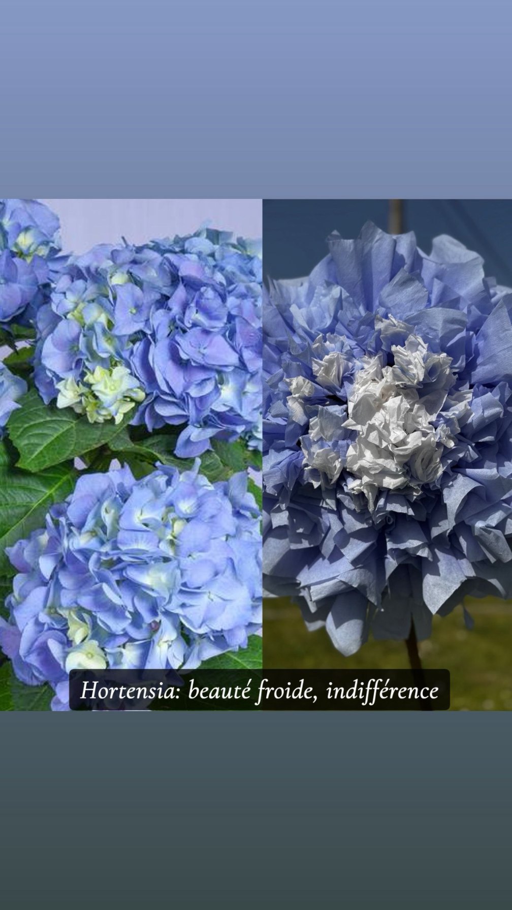 Hortensia bleu