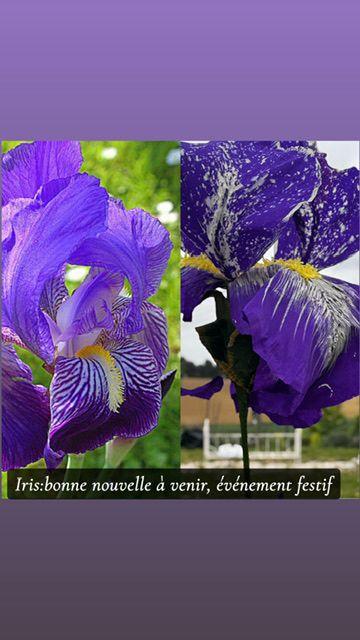 Réalisation florale 7